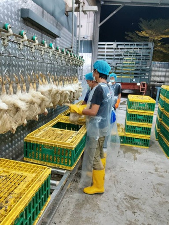 Barisan sembelih halal di kilang pemprosesan AKR Smart Poultry, Semenyih Selangor